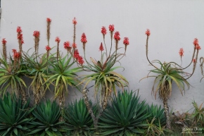 Aloe Plants Against Wall