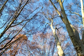 Trees in Dunkeld West